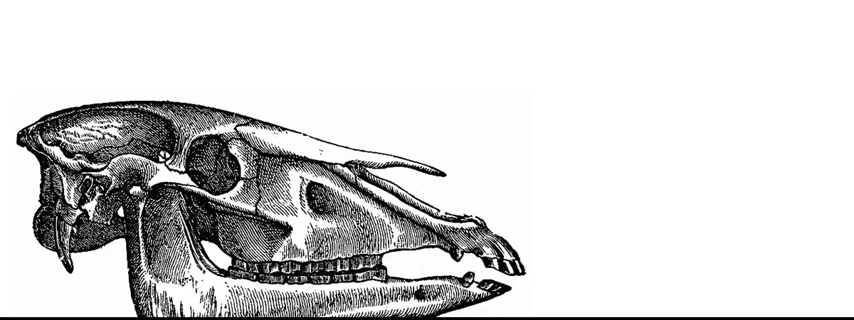 Equine skull illustration suitable for black and white iPhone cases in modern art style