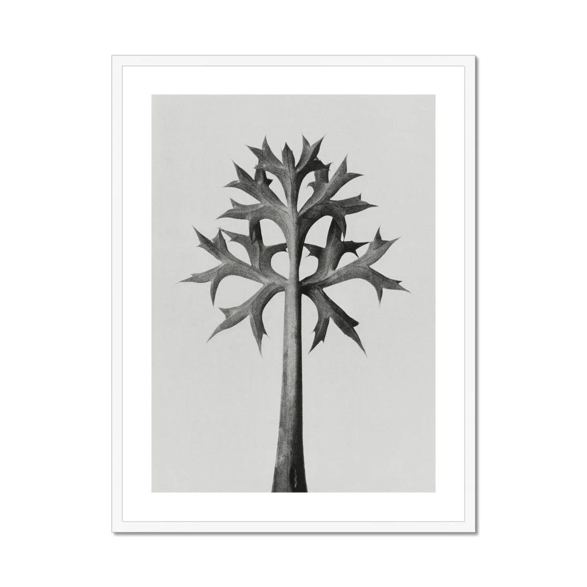 Eryngium Bourgatii (mediterranean Sea Holly) - Karl Blossfeldt Art Print