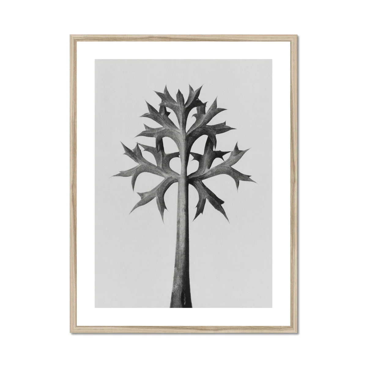 Eryngium Bourgatii (mediterranean Sea Holly) - Karl Blossfeldt Art Print