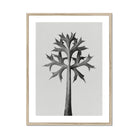 Eryngium Bourgatii (mediterranean Sea Holly) - Karl Blossfeldt Art Print