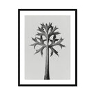 Eryngium Bourgatii (mediterranean Sea Holly) - Karl Blossfeldt Art Print