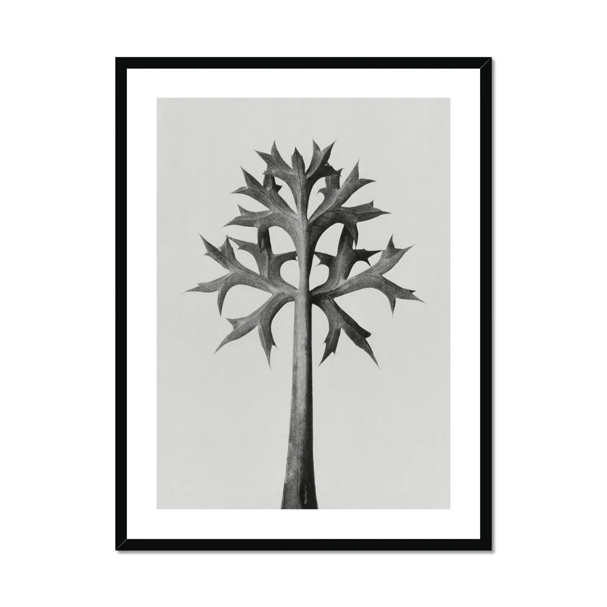 Eryngium Bourgatii (mediterranean Sea Holly) Karl Blossfeldt Art Print, Black White Minimalist Tree Angular Geometric Leaves