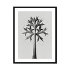 Eryngium Bourgatii (mediterranean Sea Holly) Karl Blossfeldt Art Print, Black White Minimalist Tree Angular Geometric Leaves