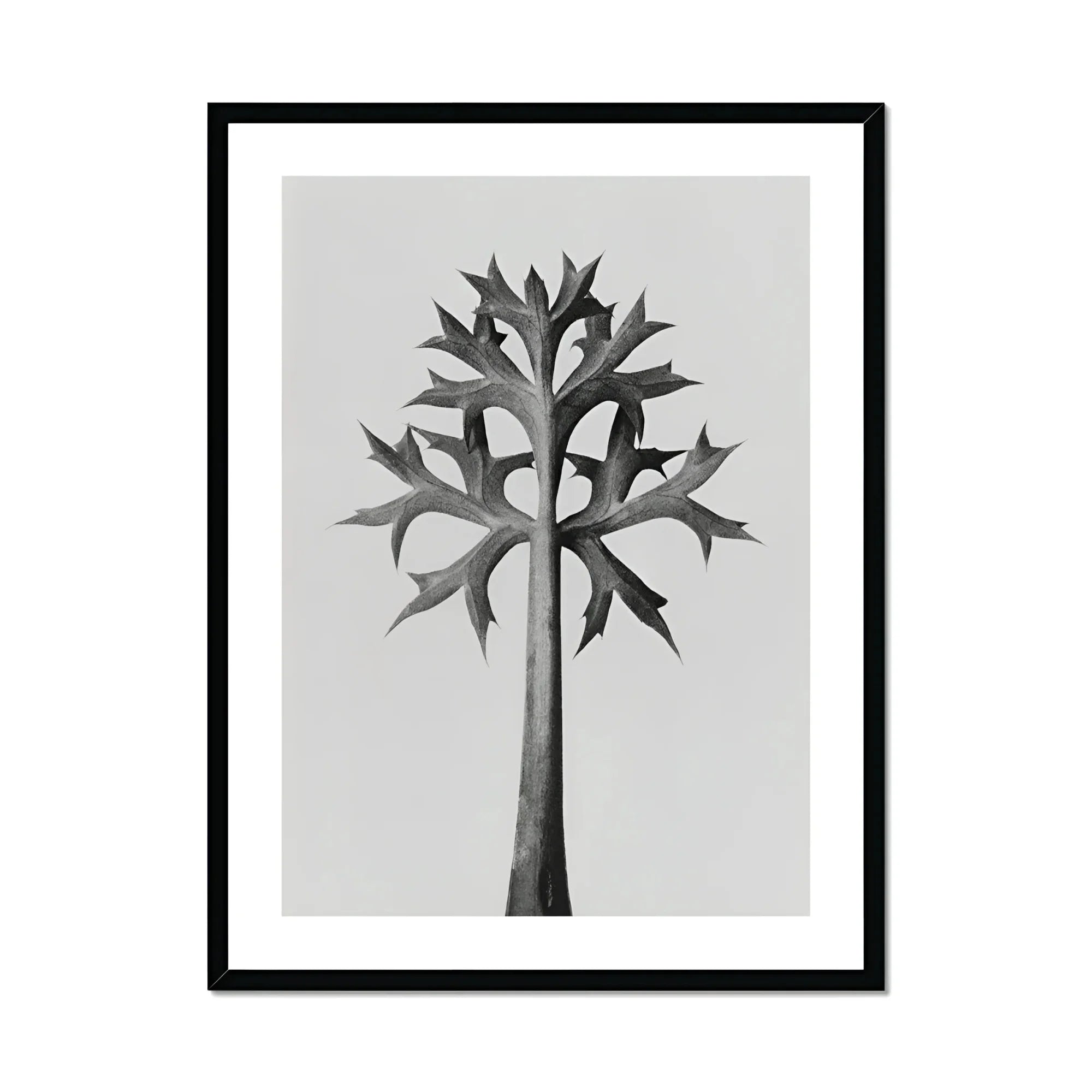 Eryngium Bourgatii (mediterranean Sea Holly) - Karl Blossfeldt Art Print, Black White Minimalist Tree Angular Geometric Leaves