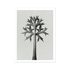 Eryngium Bourgatii (mediterranean Sea Holly) - Karl Blossfeldt Art Print Posters Prints & Visual Artwork