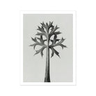 Eryngium Bourgatii (mediterranean Sea Holly) - Karl Blossfeldt Art Print