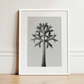 Eryngium Bourgatii (mediterranean Sea Holly) - Karl Blossfeldt Art Print / Canvas, 12x16’’ / 31x41cm / White Frame / Matboard, Posters