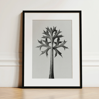 Eryngium Bourgatii (mediterranean Sea Holly) - Karl Blossfeldt Art Print / Canvas, 12x16’’ / 31x41cm / Black Frame / Matboard, Posters