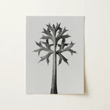 Eryngium Bourgatii (mediterranean Sea Holly) - Karl Blossfeldt Art Print / Canvas, 12x16’’ / 31x41cm / Unframed / no Border, Posters Prints