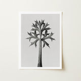 Eryngium Bourgatii (mediterranean Sea Holly) - Karl Blossfeldt Art Print / Canvas Black-and-white Framed Artwork Stylized Tree Spiky