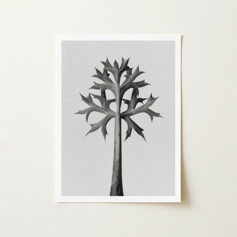 Eryngium Bourgatii (mediterranean Sea Holly) - Karl Blossfeldt Art Print / Canvas Black-and-white Framed Artwork Stylized Tree Spiky