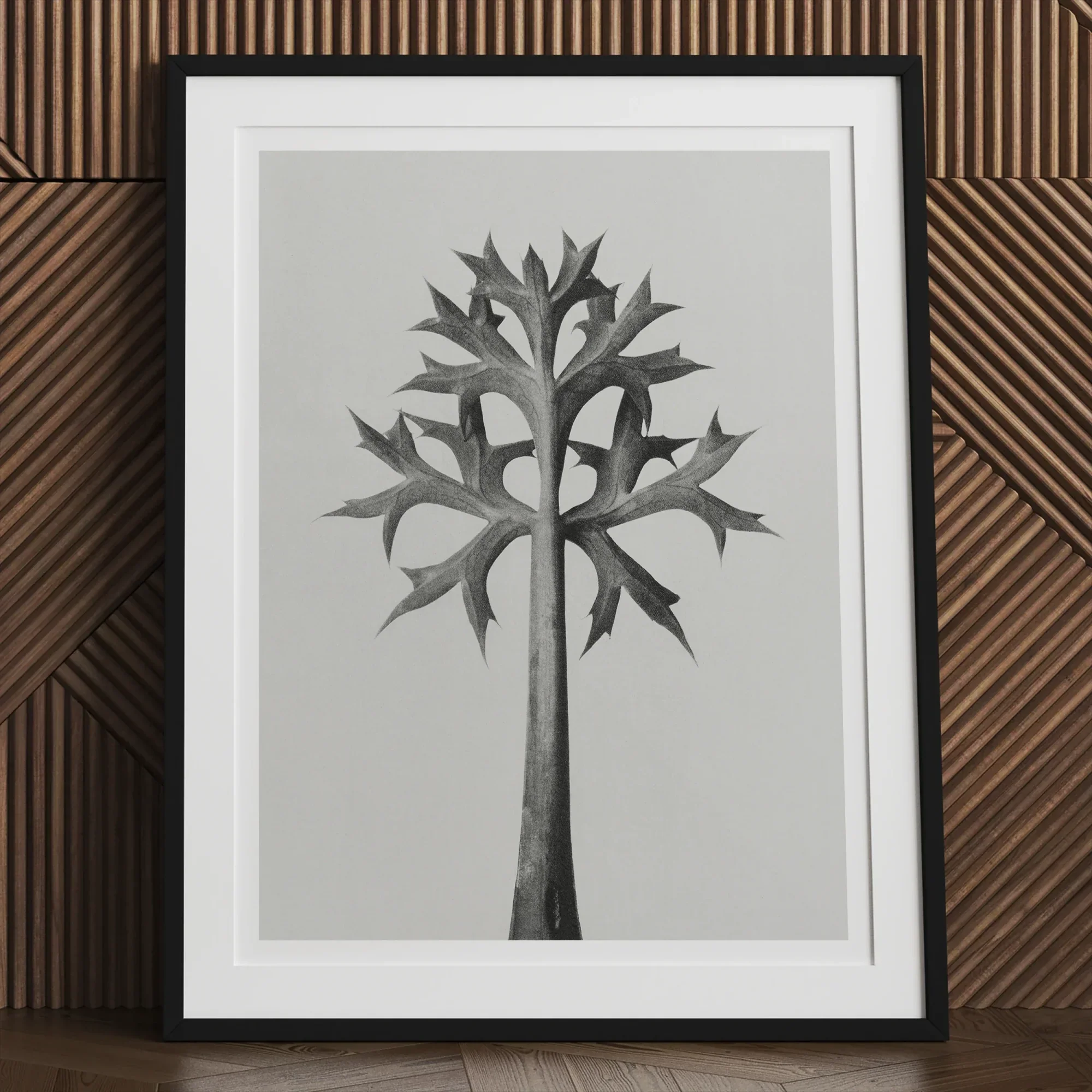 Eryngium Bourgatii (mediterranean Sea Holly) - Karl Blossfeldt Art Print Posters Prints & Visual Artwork