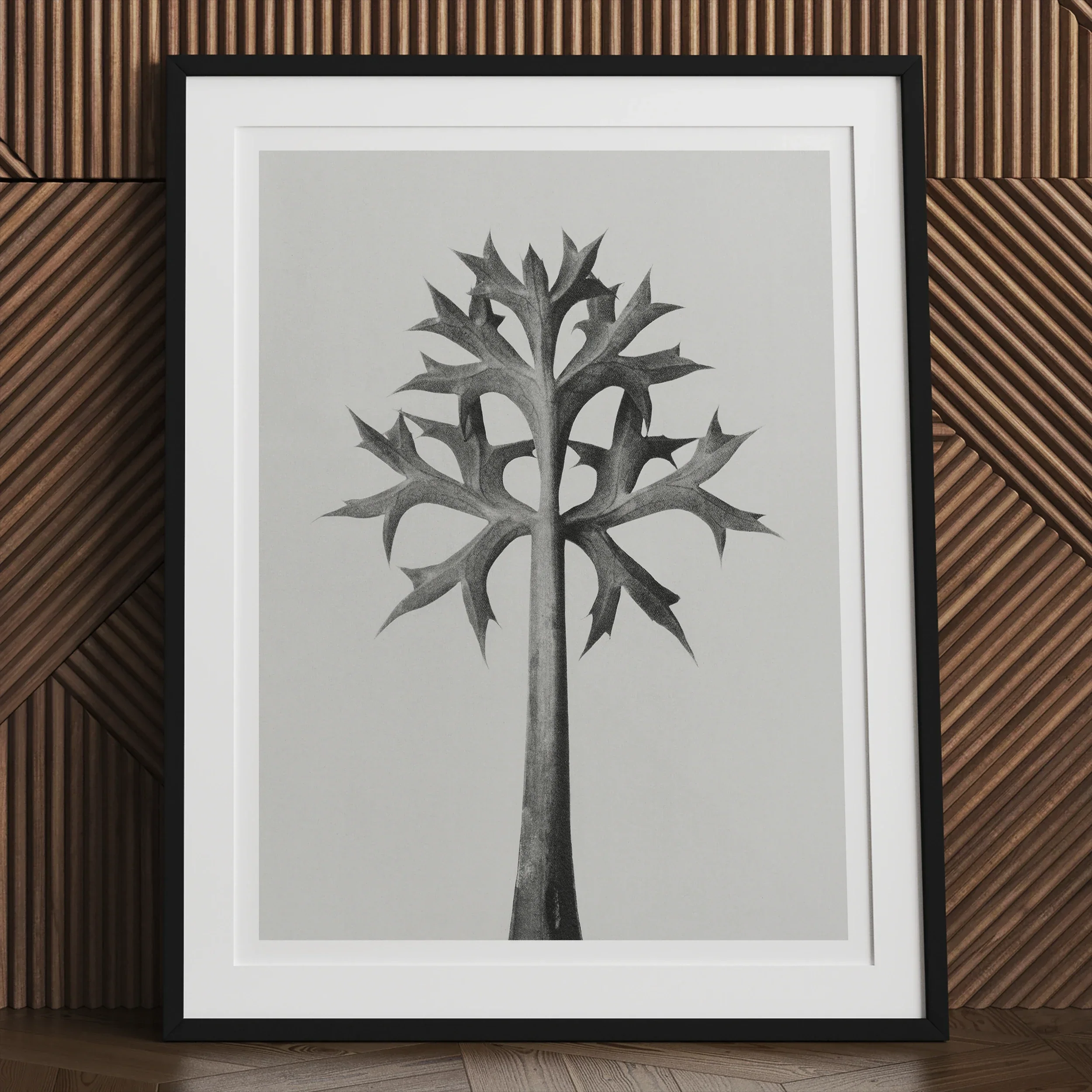 Eryngium Bourgatii (mediterranean Sea Holly) - Karl Blossfeldt Art Print Posters Prints & Visual Artwork