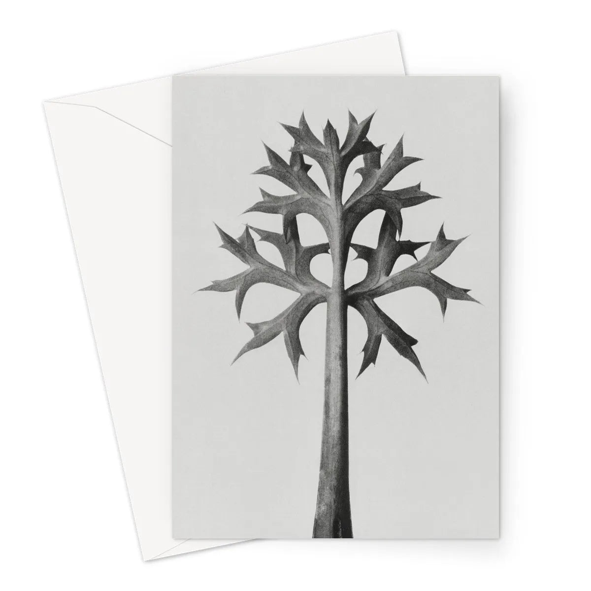 Eryngium Bourgatii (mediterranean Sea Holly) By Karl Blossfeldt Greeting Card - Greeting & Note Cards - Aesthetic Art