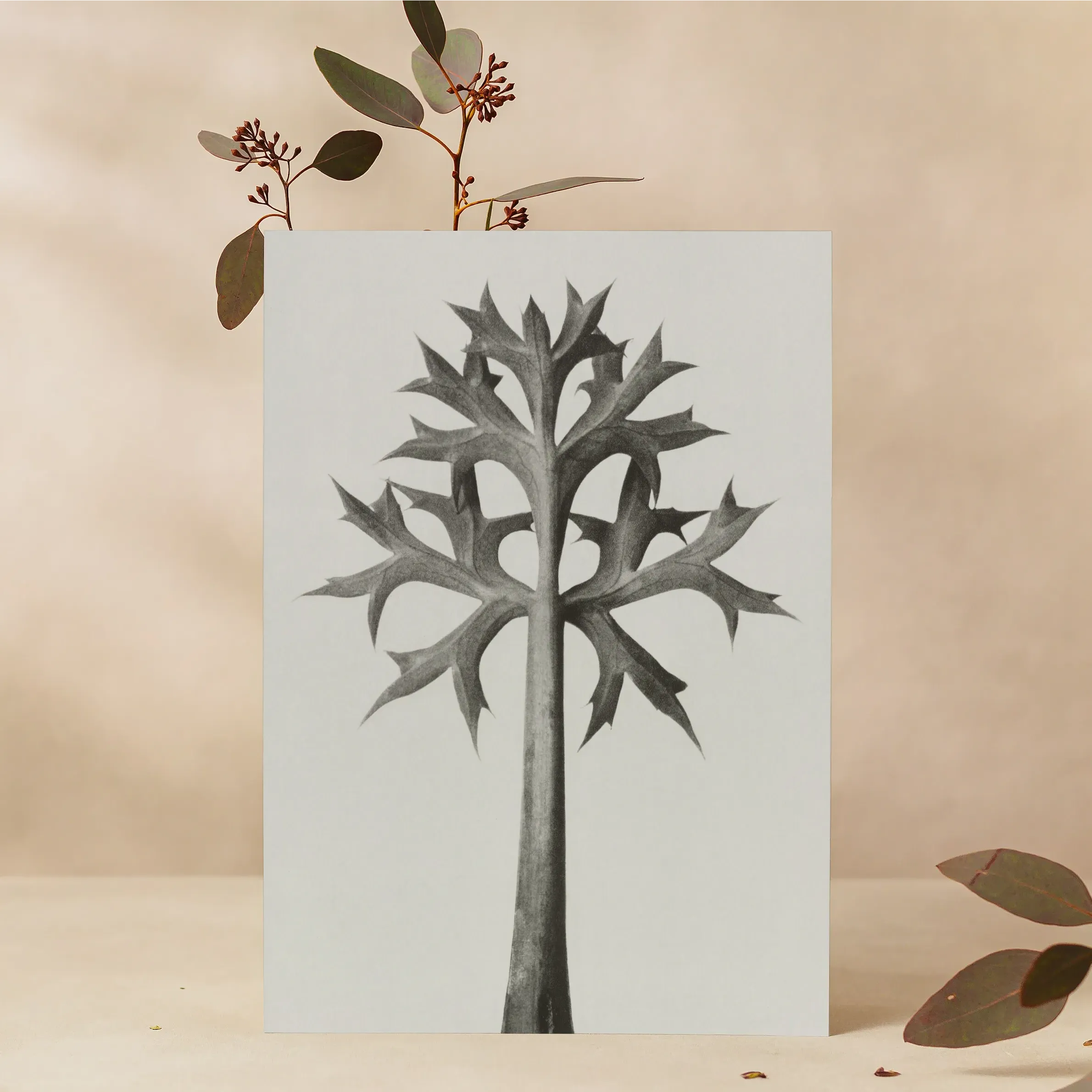 Eryngium Bourgatii (mediterranean Sea Holly) By Karl Blossfeldt Greeting Card - A5 Portrait / 1 Card - Notebooks &