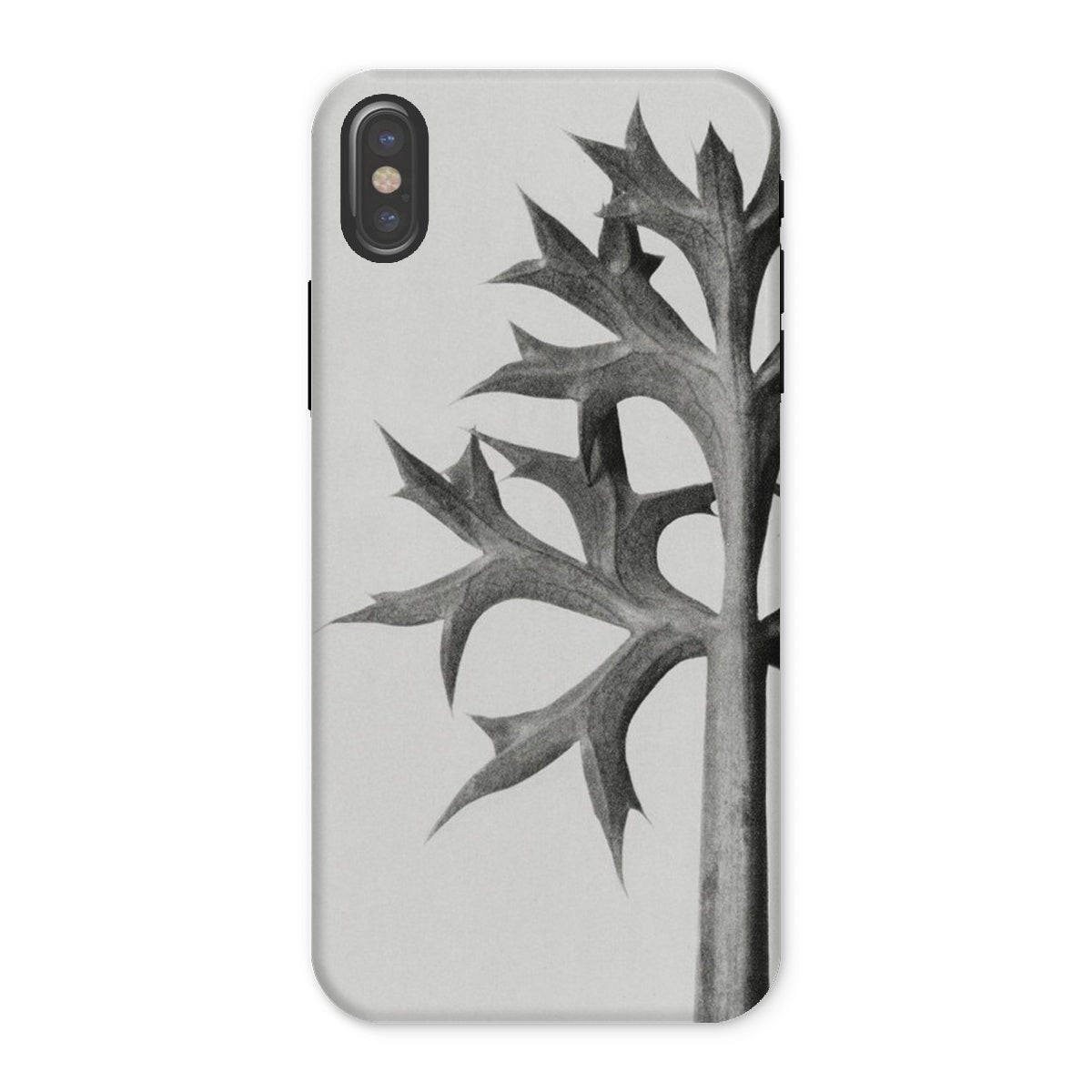 Eryngium Bourgatii (mediterranean Sea Holly) Karl Blossfeldt Iphone Case, x / Matte, Phone Case Black White Design Thorny Plant Stem