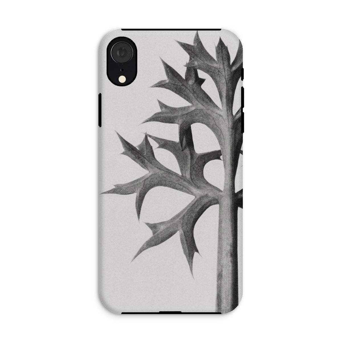 Eryngium Bourgatii (mediterranean Sea Holly) Karl Blossfeldt Iphone Case, Xr / Matte, Phone Case Black White Design Thorny Plant Stem