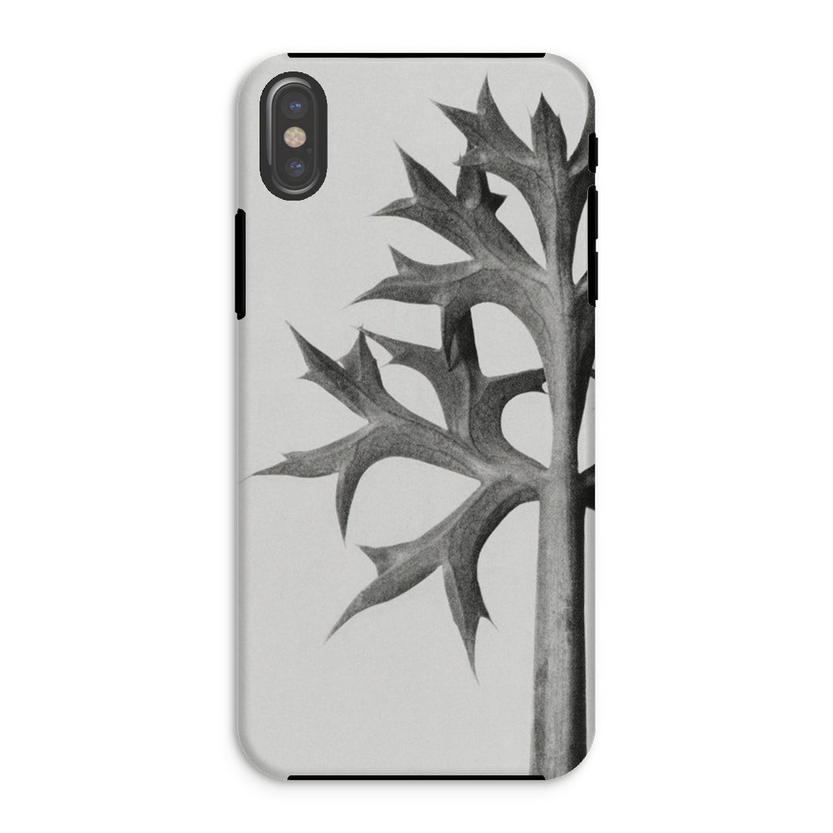 Eryngium Bourgatii (mediterranean Sea Holly) Karl Blossfeldt Iphone Case, Xs / Matte, Phone Case Black White Design Thorny Plant Stem