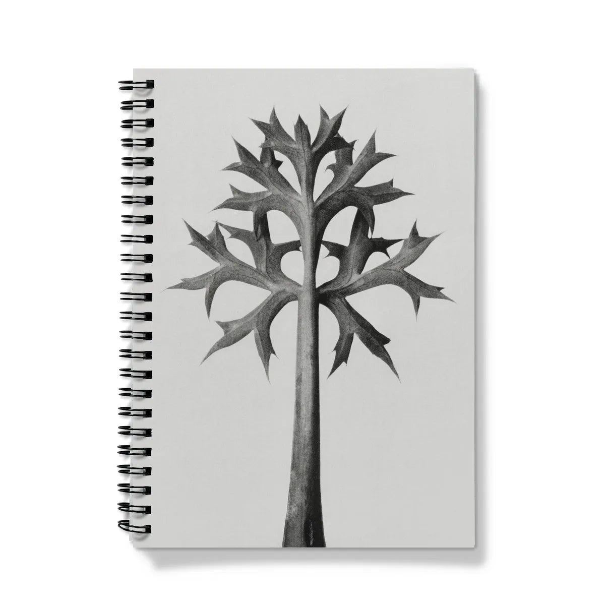 Eryngium Bourgatii (mediterranean Sea Holly) By Karl Blossfeldt Notebook - A5 / Graph - Notebooks & Notepads