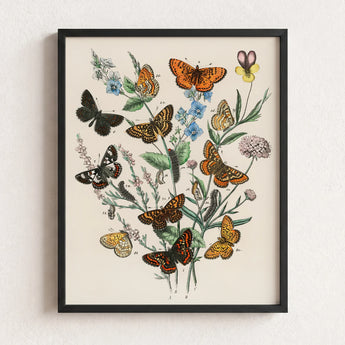 Framed Botanical Illustration Vibrant Array Butterflies Flowers Rich William Forsell Kirby, European, Kirby’s 19th-century Entomological