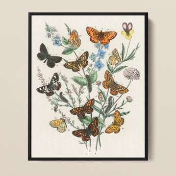 Framed Botanical Illustration Print Intricately Detailed Butterflies Vibrant William Forsell Kirby, European, Kirby’s 19th-century