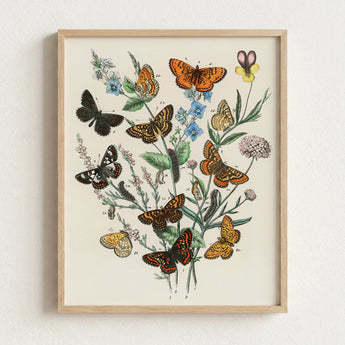 Framed Botanical Illustration Vibrant Array Butterflies Flowers Naturalistic William Forsell Kirby, European, Kirby’s 19th-century