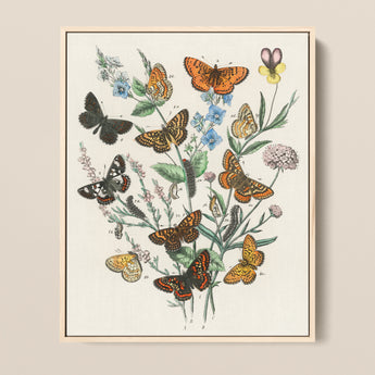 Framed Botanical Illustration Print Vibrant Array Butterflies Flowers William Forsell Kirby, European, Kirby’s 19th-century Entomological