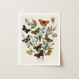 Botanical Illustration Print Collection Butterflies Flowers Detailed Vintage-style William Forsell Kirby, European, Kirby’s 19th-century