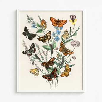 Framed Botanical Illustration Collection Butterflies Flowers Vibrant Orange William Forsell Kirby, European, Kirby’s 19th-century