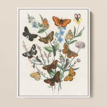 Framed Botanical Illustration Vibrant Array Butterflies Orange Black William Forsell Kirby, European, Kirby’s 19th-century Entomological
