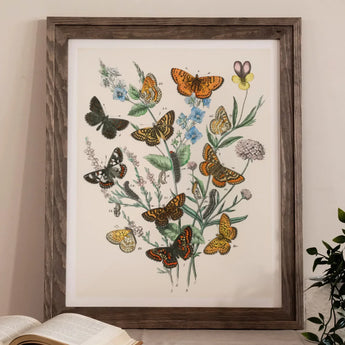 European Butterflies & Moths 2 - William Forsell Kirby Art Print / Canvas Framed Botanical Print Colorful Butterflies Flowers William