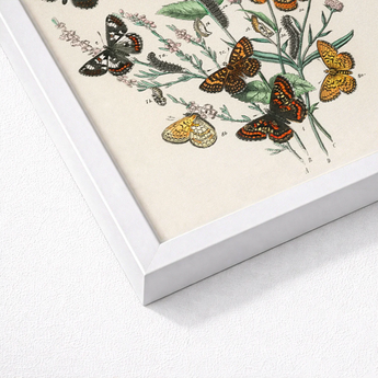 Framed Botanical Illustration Intricately Detailed Butterflies Shades Orange William Forsell Kirby, European, Kirby’s 19th-century