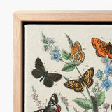 Framed Botanical Illustration Intricately Detailed Butterflies Flowers Textured William Forsell Kirby, European, Kirby’s 19th-century