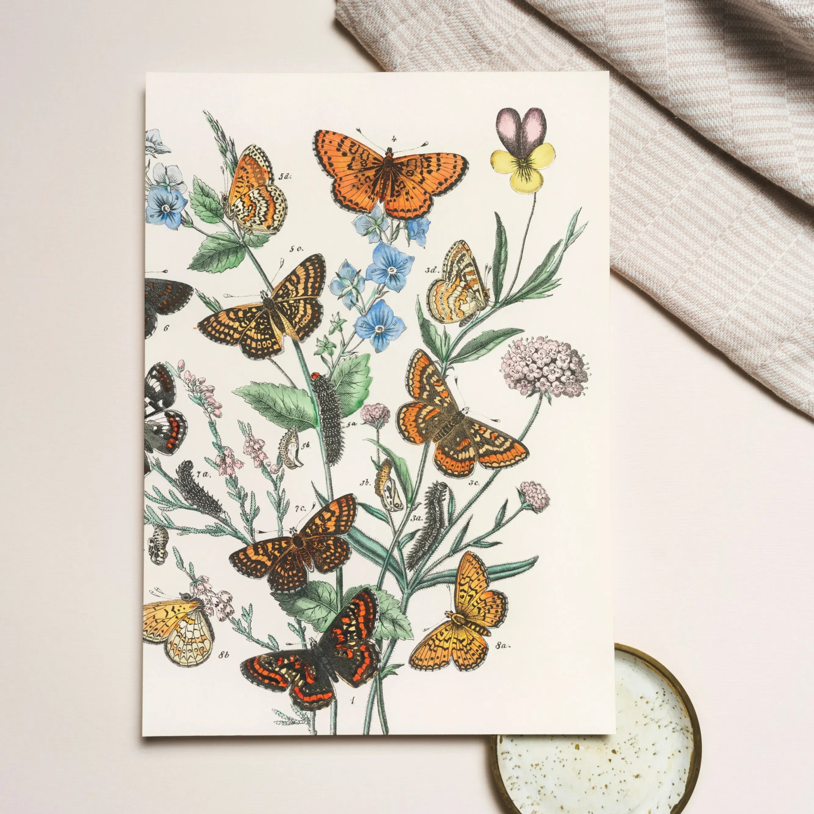 European Butterflies And Moths 2 - William Forsell Kirby Greeting Card - Greeting & Note Cards - Aesthetic Art