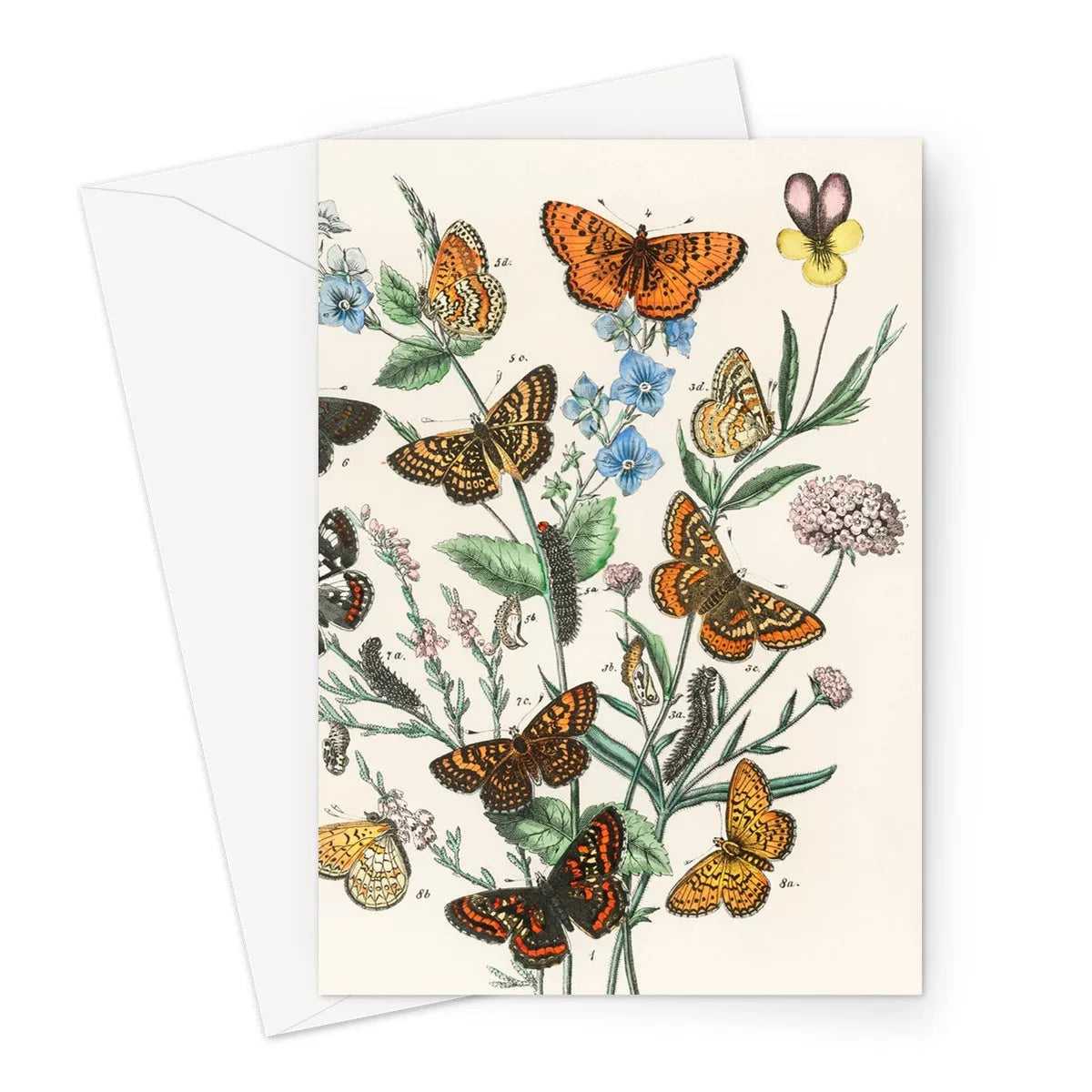 European Butterflies And Moths 2 By William Forsell Kirby Greeting Card - A5 Portrait / 1 Card - Notebooks & Notepads