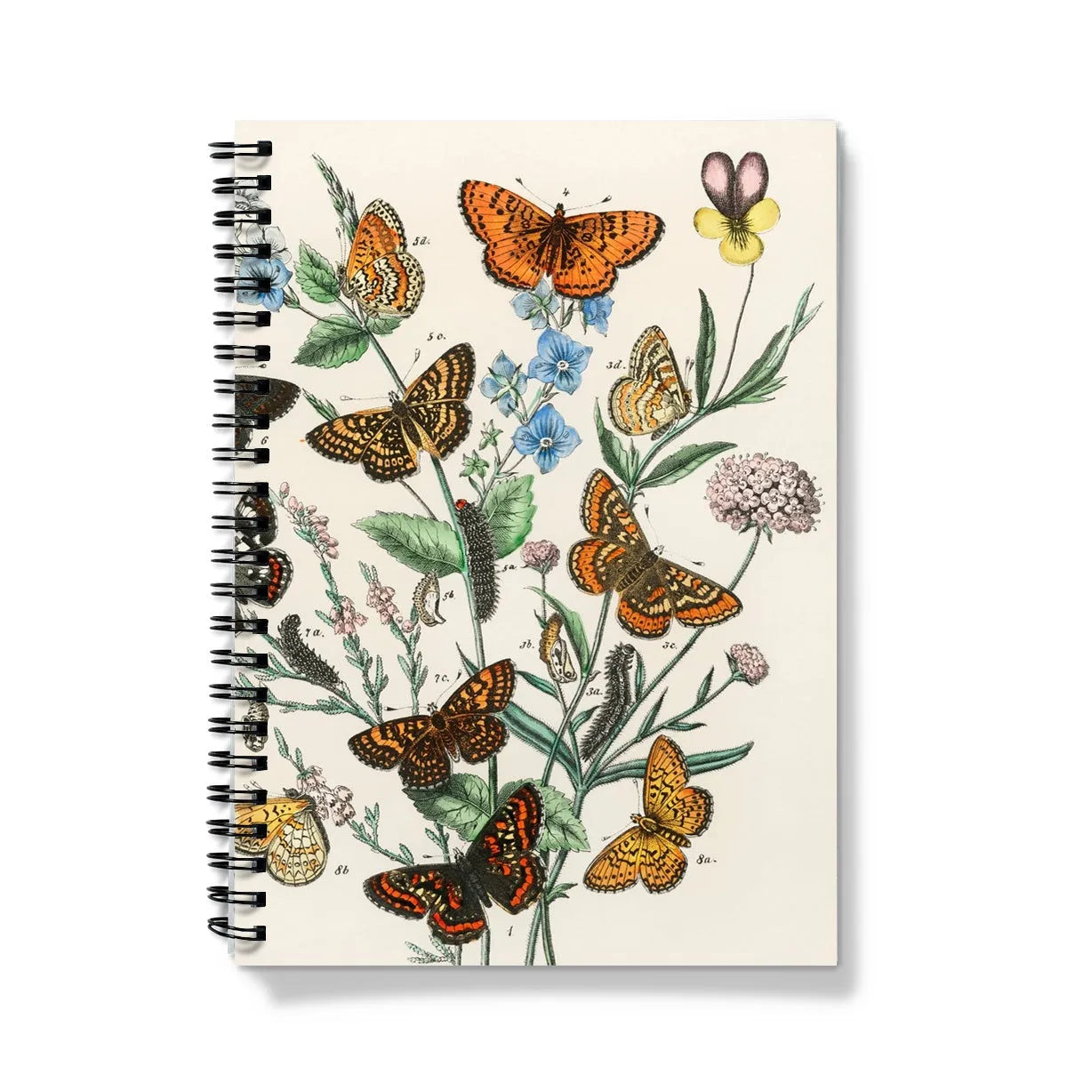 European Butterflies And Moths 2 By William Forsell Kirby Notebook - A5 / Graph - Notebooks & Notepads - Aesthetic Art