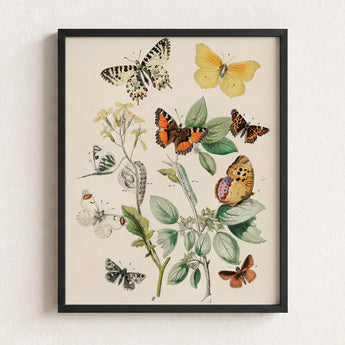 Framed Botanical Illustration Print Variety Butterflies Plants Soft William Forsell Kirby, European, Kirby’s 19th-century