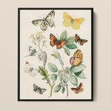 Framed Botanical Illustration Print Collection Colorful Butterflies Plants William Forsell Kirby, European, Kirby’s 19th-century