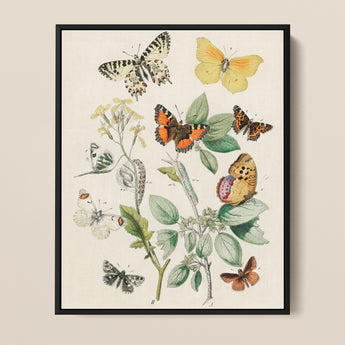 Framed Botanical Illustration Print Collection Colorful Butterflies Plants William Forsell Kirby, European, Kirby’s 19th-century