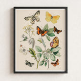 Framed Botanical Illustration Print Variety Butterflies Plants Soft William Forsell Kirby, European, Kirby’s 19th-century