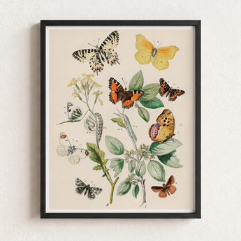 Framed Botanical Illustration Print Variety Butterflies Plants Soft William Forsell Kirby, European, Kirby’s 19th-century