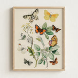 Framed Botanical Illustration Collection Colorful Butterflies Green Foliage William Forsell Kirby, European, Kirby’s 19th-century