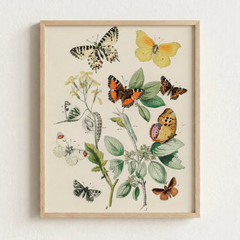Framed Botanical Illustration Collection Colorful Butterflies Green Foliage William Forsell Kirby, European, Kirby’s 19th-century