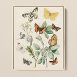Framed Botanical Illustration Intricately Detailed Butterflies Vibrant Hues William Forsell Kirby, European, Kirby’s 19th-century