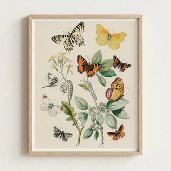 Framed Botanical Illustration Print Intricately Detailed Butterflies Vibrant William Forsell Kirby, European, Kirby’s 19th-century