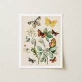 Framed Botanical Illustration Print Variety Colorful Butterflies Green William Forsell Kirby, European, Kirby’s 19th-century