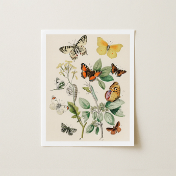 Framed Botanical Illustration Print Variety Colorful Butterflies Green William Forsell Kirby, European, Kirby’s 19th-century