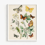 Framed Botanical Illustration Variety Butterflies Vibrant Colors Yellow William Forsell Kirby, European, Kirby’s 19th-century