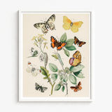 Framed Botanical Illustration Variety Butterflies Plants Soft Vintage-style William Forsell Kirby, European, Kirby’s 19th-century
