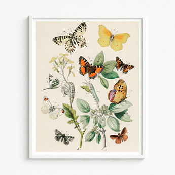 Framed Botanical Illustration Variety Butterflies Plants Soft Vintage-style William Forsell Kirby, European, Kirby’s 19th-century